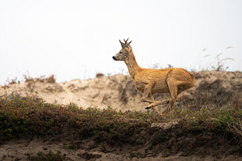 Rennende Ree door de duinen