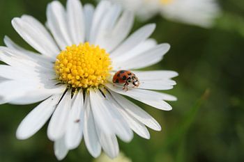 madelieveheersbeestje