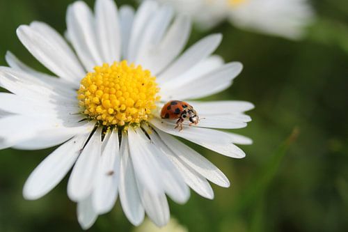 madelieveheersbeestje