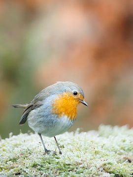 Roodborstje op winters mos van birdwatching_veluwe by Mirjam Boeschen Hospers