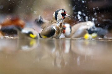 bathing goldfinches by Ronald Jansen