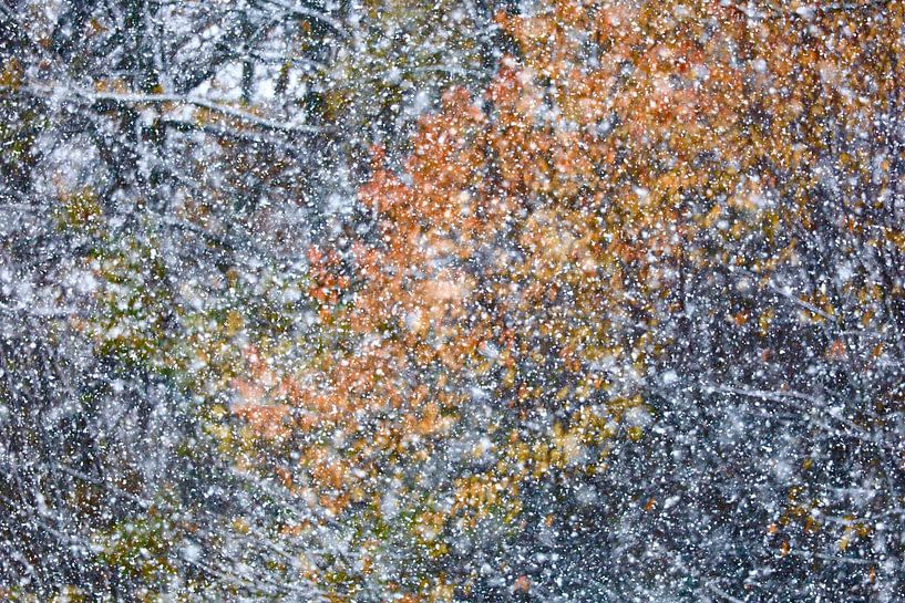 Schneefall, Schöner Winterwald von Thomas Jäger