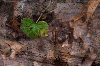 Nature-Art 005