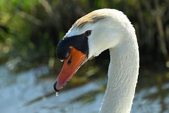 Porträt eines typisch holländischen Schwans, Traditional Dutch Swan