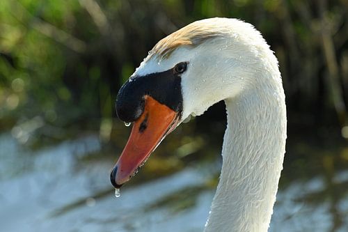 Portrait of a quintessentially Dutch Swan, Traditional Dutch Swan