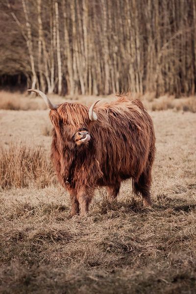 Playful highlander by Evita Medendorp