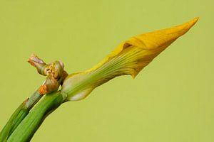 Gelbe Schwertlilie