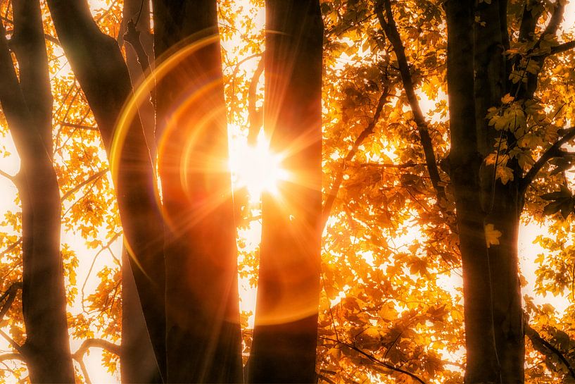 Stare into the Sun by Cho Tang