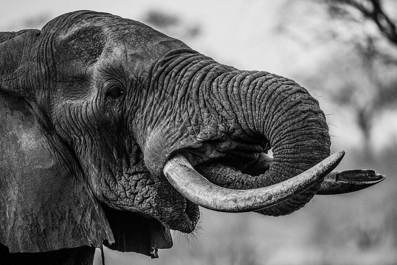 Olifant by Stijn Verbruggen