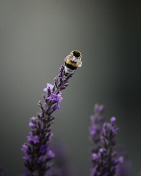 Bumblebee on the lavender by Tom Zwerver