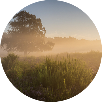 Gouden zonsopkomstlicht op de Tafelbergheide