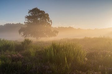 Gouden zonsopkomstlicht op de Tafelbergheide van Jeroen de Jongh Fotografie