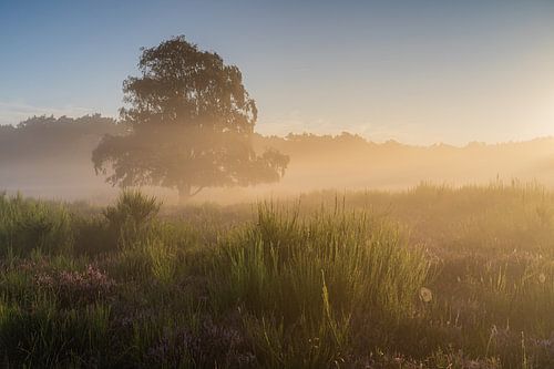 Gouden zonsopkomstlicht op de Tafelbergheide
