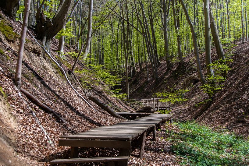Houten loopbrug door het bos van het Siebengebergte van David Esser