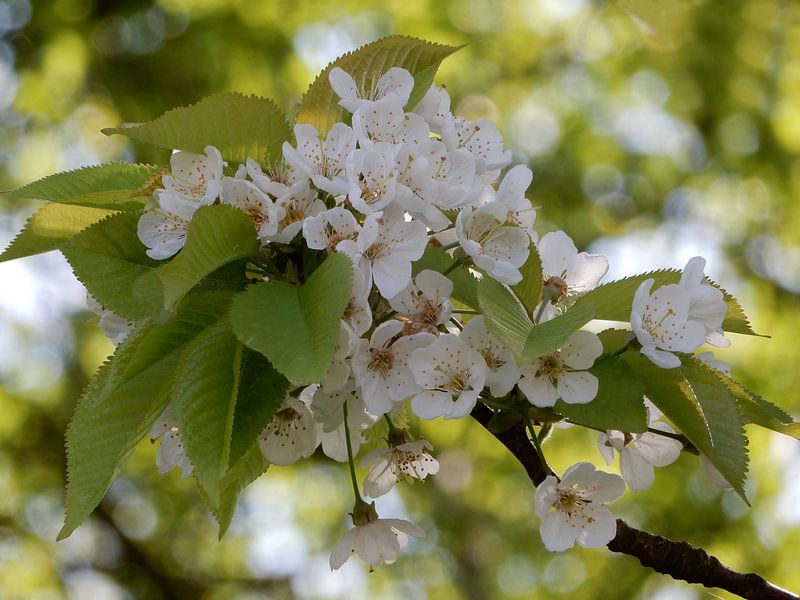 Le printemps en Hollande par Carla Mesken-Dijkhoff