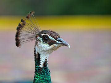Peacock in ostrich farm Curaçao by Karel Frielink