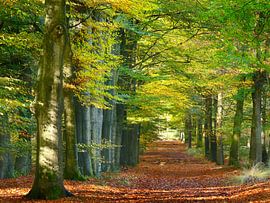 Chemin forestier avec hêtres sur Corinne Welp