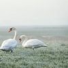 Twee zwanen op een vroege winterochtend van Maria-Maaike Dijkstra