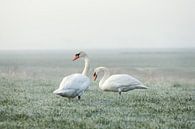 Twee zwanen op een vroege winterochtend van Maria-Maaike Dijkstra thumbnail