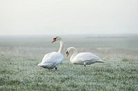 Twee zwanen op een vroege winterochtend