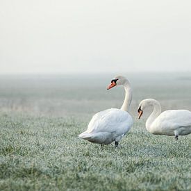 Two swans on an early winter morning by Maria-Maaike Dijkstra