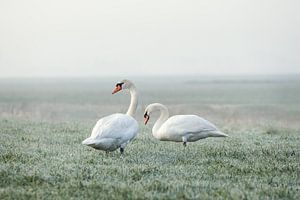 Deux cygnes un matin d'hiver