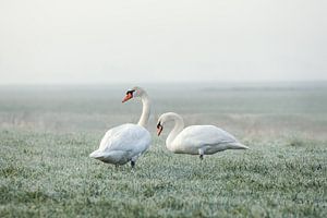 Twee zwanen op een vroege winterochtend van Maria-Maaike Dijkstra