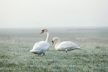Twee zwanen op een vroege winterochtend van Maria-Maaike Dijkstra