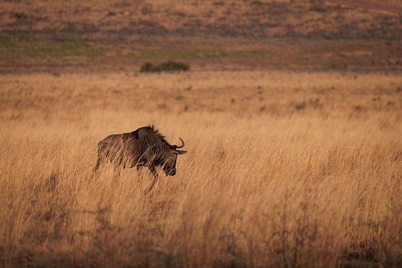Wildebeest on the move van Willemke de Bruin