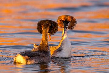 Mating grebes during sunset