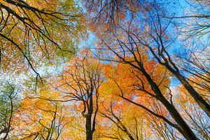 Boomtoppen in de herfst von Dennis van de Water