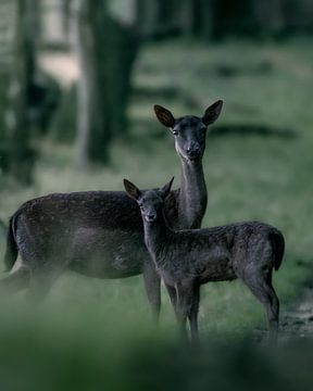 Mother with young fallow deer by Roy Kreeftenberg