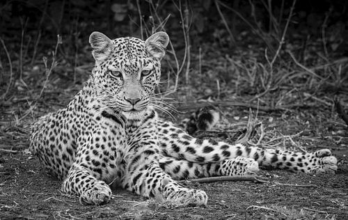 Leopard am Boden