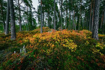 Herbstfarben im Tiveden-Nationalpark von Martijn Smeets