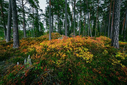 Autumn colors in Tiveden National Park