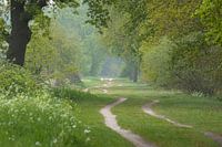 Slingerend pad in de nevel