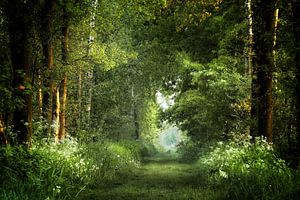 Dreamland