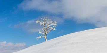Natuurlandschap bij Füssen in de winter van Walter G. Allgöwer