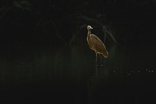 Schaduwrijke Stilleven Elegante Reiger in het Donker