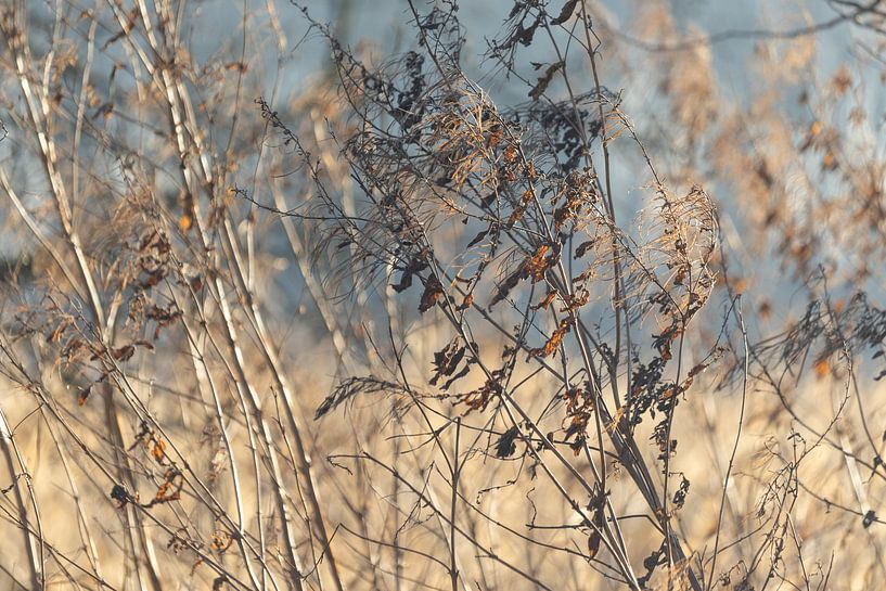 Winter Wilde Bloemen Abstract van Imladris Images