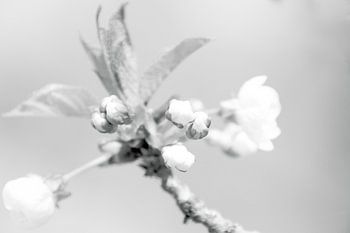 BLÜHENDER FRÜHLING 3