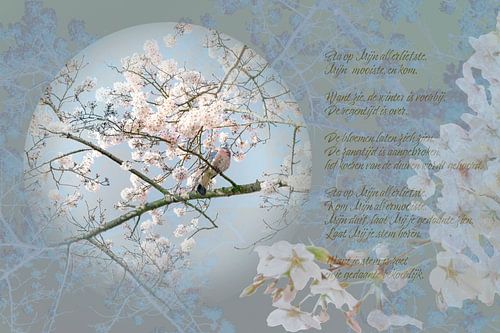 Hooglied Liefdesbrief in Lichtblauw Pastel.