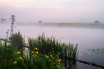 Cows in the fog along the Haarlemmertrekvaart canal by Menno van Duijn