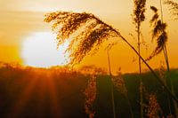 Dream in the sunset