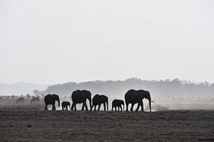 Olifanten in Amboseli National Park (Kenia) van Esther van der Linden
