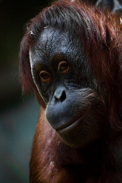 Slimme orang-oetang, gezicht met rood haar close-up. van Michael Semenov