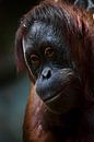 Slimme orang-oetang, gezicht met rood haar close-up. van Michael Semenov thumbnail