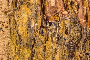 Versteend hout van Rinus Lasschuyt Fotografie
