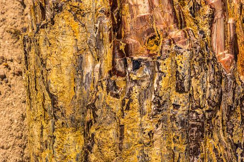 Versteend hout