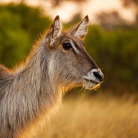 Waterbuck in the late afternoon sun by Meleah Fotografie